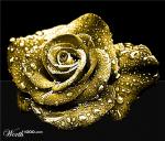 الصورة الرمزية goldenrose22