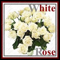 الصورة الرمزية White_Rose