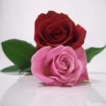 الصورة الرمزية rose_123