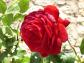 الصورة الرمزية Red Rose99